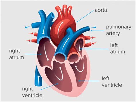 normal lv end diastolic volume